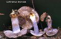 Cortinarius dionysae-amf618